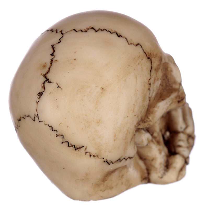Artistic resin skulls for display
