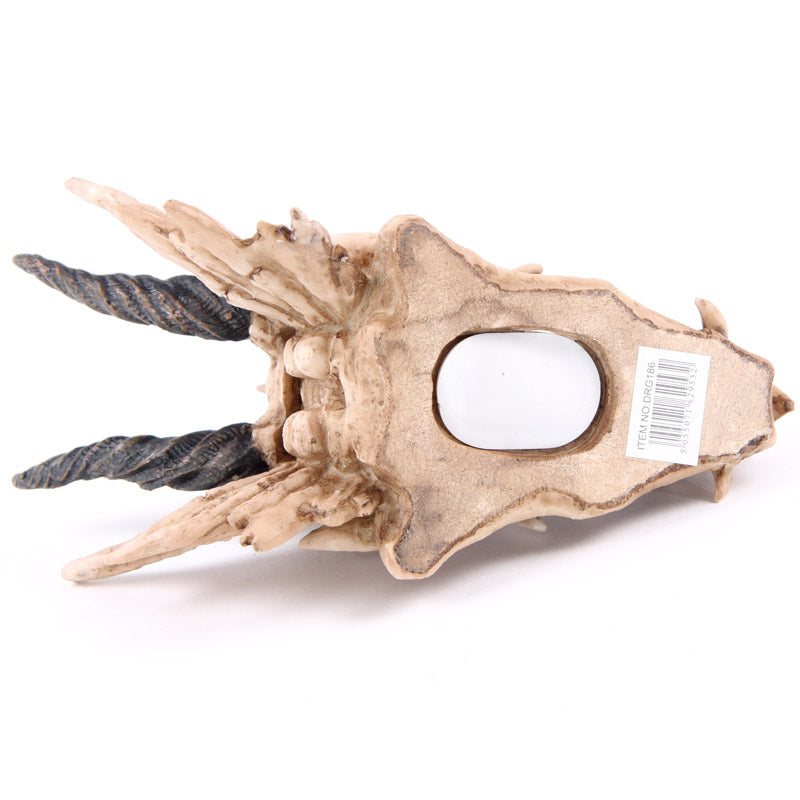 Fantasy Dragon Skull Money Box - lifestyle display