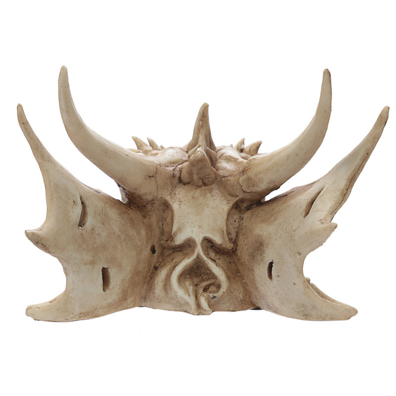 Collectable Dragon Skull displayed on a shelf