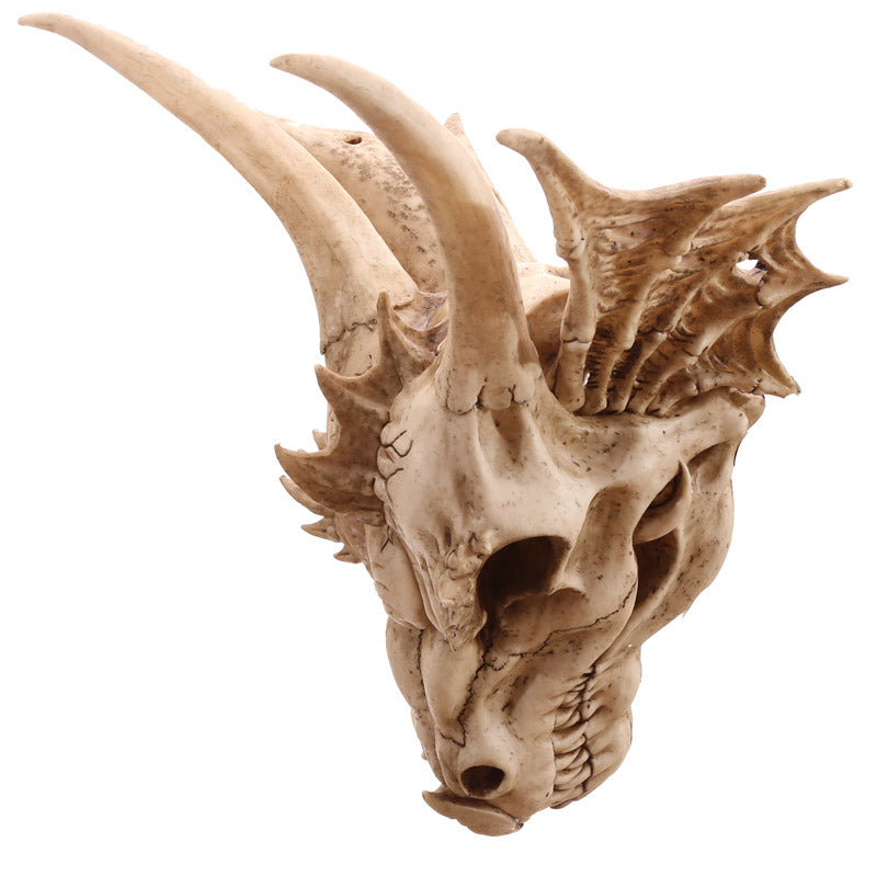 Decorative Fantasy Dragon Skull on Display