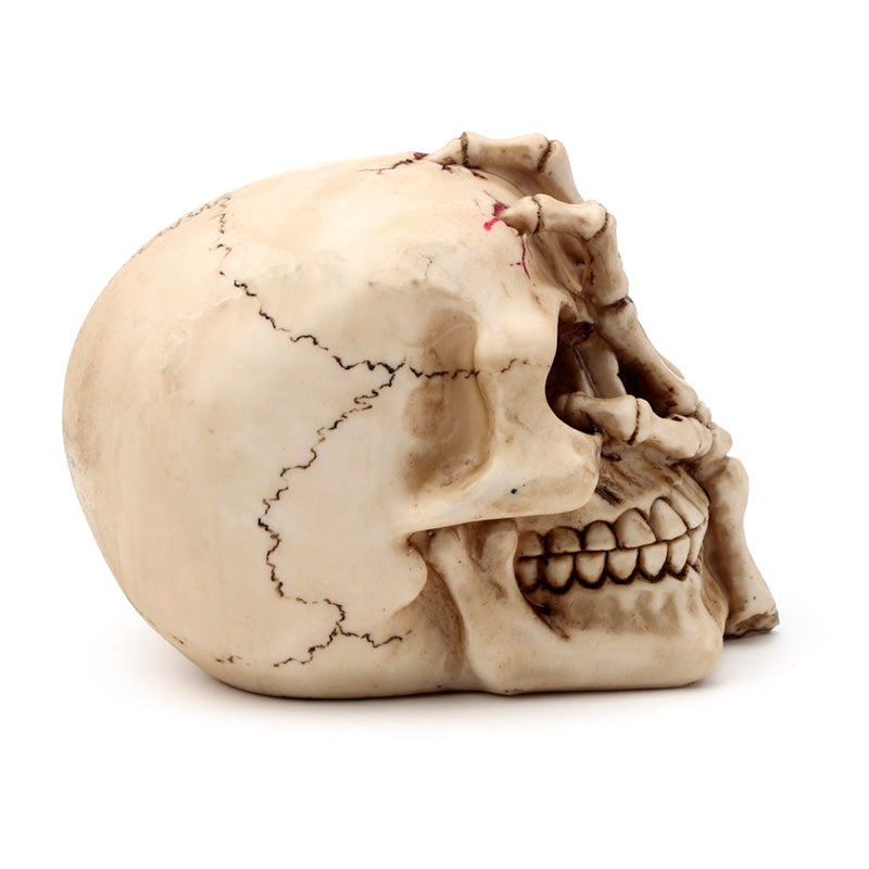 Collectible Gothic Skull for Display