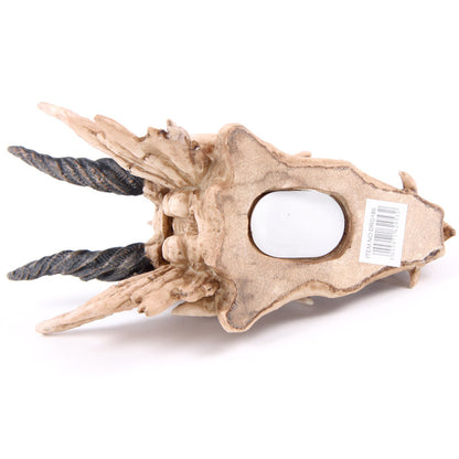Fantasy Dragon Skull Money Box - lifestyle display